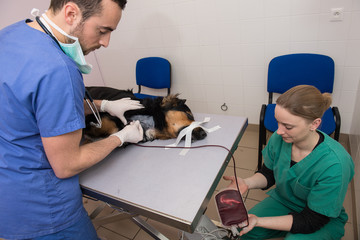 Banque de sang vétérinaire; votre animal peut sauver la vie;