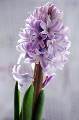Blooming purple hyacinth closeup on a light background