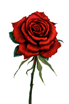 Red rose flower original digital painting