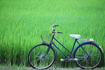 Fototapeta premium old bicycle in paddy field.