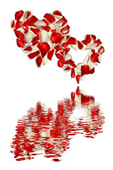 Dwa serca z czerwonych i białych płatków róż na białym tle z odbiciem w wodzie.Walentynki
