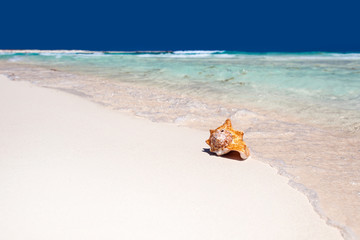 Fototapeta na wymiar Sea shell on beach, close up