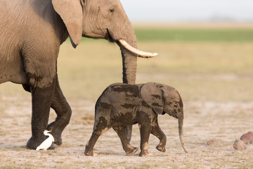 Baby African Elephant with mother in Amboseli, Kenya