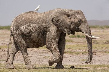 Bull Elephant in Amboseli, Kenya