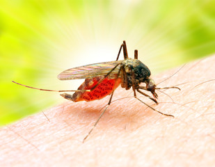 Sucking mosquito, dangerous vehicle of zika, dengue, chikungunya, malaria and other infections....
