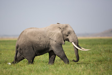 Fototapeta na wymiar A Bull Elephant in Amboseli, Kenya