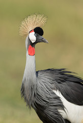 Grey Crowned Crane in Amboseli, Kenya