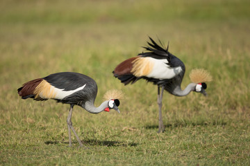 Two Grey Crowned Cranes in Amboseli, Kenya