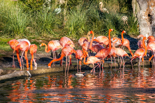 A group of red and pink flamingos in a pond with water