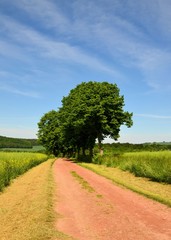 Fototapeta na wymiar Naturweg in grüner Frühlingslandschaft unter Himmelblau