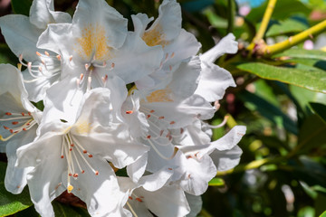 Azalea rhododendron white blossoms in spring garden - 102025803