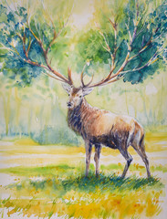 Obrazy  Summer.Red deer with big  horns on whose grow leaves.Picture created with watercolors.