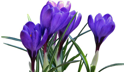 Spring flowers crocuses on a white background