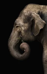 Deurstickers Olifant olifant
