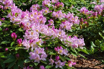 Fototapeta premium Rhododendron - Rhododendron plants in spring