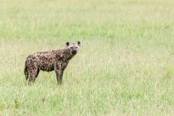Hyena