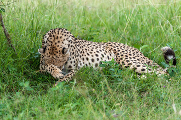 cheetah © Herbert