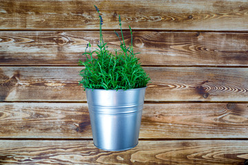 Frischer Lavendel im Topf