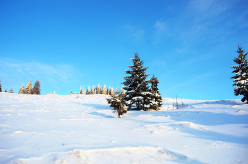 winter calm mountain landscape with rime and snow covered spruce