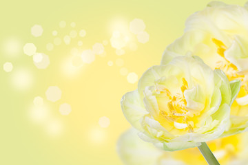 Fringed  yellow green tulip  on bright background