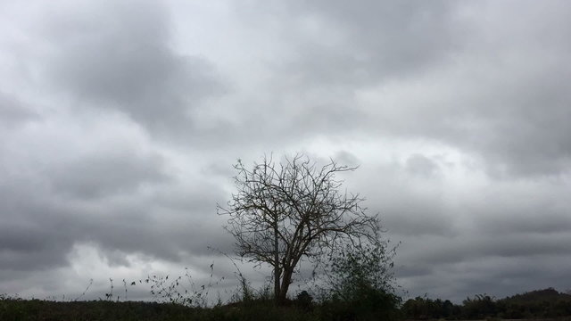storm clouds growing over mountains and silhouette dead tree in Chiang Rai, Thailand. NTSC 30 fps, 10 seconds