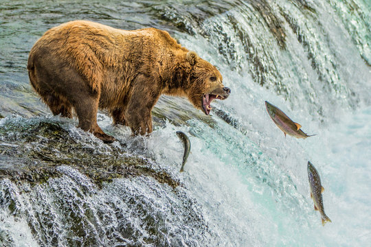 Grizzly Bear Catching Salmon Katmai National Park Alaska