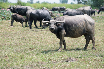 water buffalo  in a field.