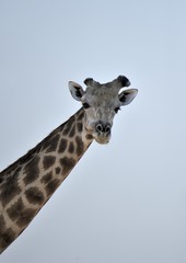 vieille girafe mâle Chobe Botswana