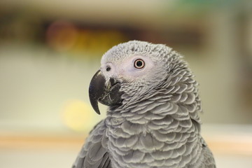 Grey Parrot (Psittacus erithacus) close up
