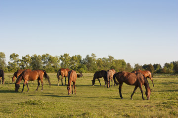 Fototapeta na wymiar horses grazing in a meadow