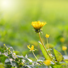 Pflanze Löwenzahn morgens im Frühling