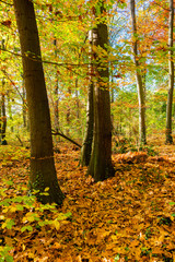 Fototapeta premium Wald im Herbst