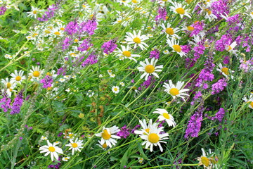 Detail of a meadow of mixed wild flowers