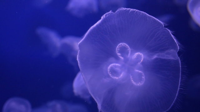 Detailed close up of Moon Jellyfish underwater. Slow Motion HD 1080p.