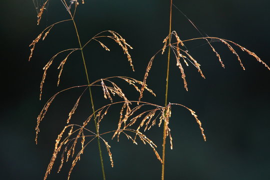 Reed Sweet-grass in a summer
