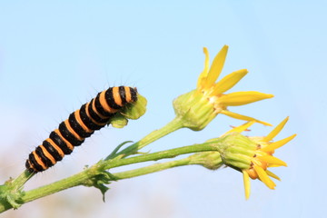 Naklejka premium Orange and black striped cinnabar moth caterpillar feeds on ragwort