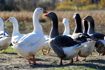 Young geese grazing on poultry yard summertime