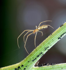Common strech-spider (Tetragnatha extensa) walking on a silk thread