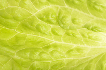 background of green leaf lettuce