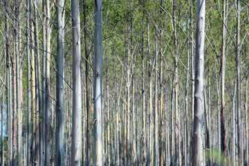 The Plantation of Eucalyptus for paper industry