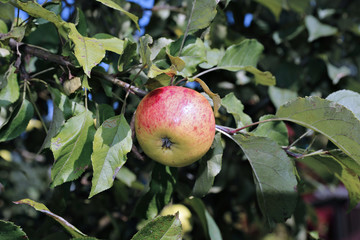 Red juicy apple on a branch apple trees