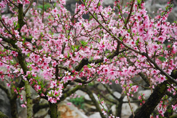 Beautiful blooming peach flower in spring