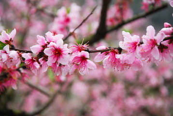 Beautiful blooming peach flower in spring