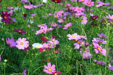 Obraz premium cosmos field.