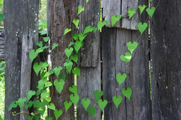vine on wooden fence.