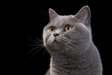 Portrait of a grey cat on black background.