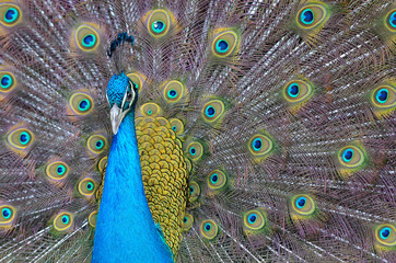 Obraz premium Portrait of beautiful peacock with feathers out..