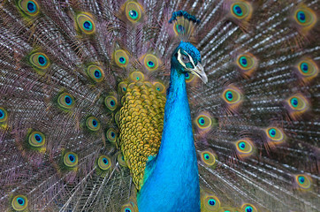 Obraz premium Portrait of beautiful peacock with feathers out..