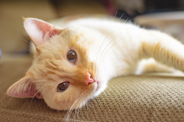 American short hair cat in the livingroom