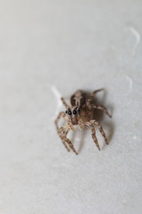 Thai jump spider